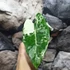 Kép 16/16 - Alocasia 'Frydek Variegata'