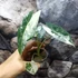 Kép 7/16 - Alocasia 'Frydek Variegata'