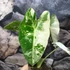 Kép 8/16 - Alocasia 'Frydek Variegata'