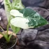 Kép 9/16 - Alocasia 'Frydek Variegata'