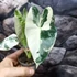 Kép 6/16 - Alocasia 'Frydek Variegata'