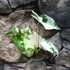 Kép 10/16 - Alocasia 'Frydek Variegata'