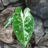 Kép 12/16 - Alocasia 'Frydek Variegata'