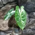 Kép 13/16 - Alocasia 'Frydek Variegata'