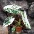 Kép 4/16 - Alocasia 'Frydek Variegata'