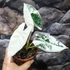 Kép 3/16 - Alocasia 'Frydek Variegata'