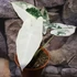 Kép 2/16 - Alocasia 'Frydek Variegata'
