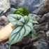 Kép 5/10 - Alocasia 'Silver dragon'