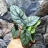 Kép 6/10 - Alocasia 'Silver dragon'