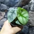 Kép 7/10 - Alocasia 'Silver dragon'