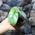 Kép 8/10 - Alocasia 'Silver dragon'