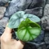 Kép 9/10 - Alocasia 'Silver dragon'