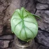 Kép 10/10 - Alocasia 'Silver dragon'