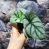 Kép 4/10 - Alocasia 'Silver dragon'