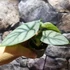 Kép 3/10 - Alocasia 'Silver dragon'