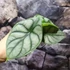 Kép 2/10 - Alocasia 'Silver dragon'