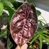 Kép 1/7 - Alocasia azlanii