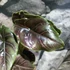 Kép 3/7 - Alocasia azlanii