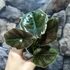 Kép 4/7 - Alocasia azlanii