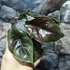 Kép 5/7 - Alocasia azlanii