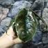 Kép 6/7 - Alocasia azlanii