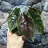 Kép 7/7 - Alocasia azlanii