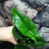 Kép 11/14 - Alocasia scalprum