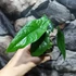 Kép 12/14 - Alocasia scalprum