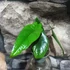 Kép 10/14 - Alocasia scalprum