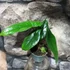 Kép 9/14 - Alocasia scalprum