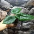 Kép 13/14 - Alocasia scalprum
