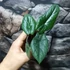 Kép 14/14 - Alocasia scalprum