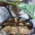 Kép 8/14 - Alocasia scalprum