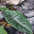 Kép 3/14 - Alocasia scalprum