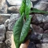 Kép 4/14 - Alocasia scalprum