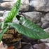 Kép 5/14 - Alocasia scalprum
