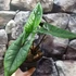 Kép 6/14 - Alocasia scalprum