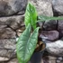 Kép 7/14 - Alocasia scalprum