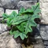 Kép 6/10 - Alocasia Jacklyn