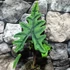 Kép 7/10 - Alocasia Jacklyn