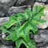 Kép 10/10 - Alocasia Jacklyn