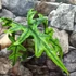 Kép 2/10 - Alocasia Jacklyn