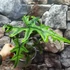 Kép 3/10 - Alocasia Jacklyn