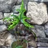 Kép 4/10 - Alocasia Jacklyn