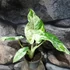 Kép 3/9 - Alocasia macrorrhiza Camouflage