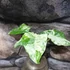 Kép 4/9 - Alocasia macrorrhiza Camouflage