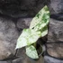 Kép 6/9 - Alocasia macrorrhiza Camouflage