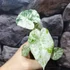 Kép 7/9 - Alocasia macrorrhiza Camouflage