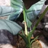 Kép 3/9 - Alocasia bisma