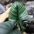 Kép 2/9 - Alocasia bisma
